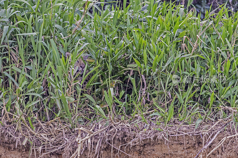 美洲虎(Panthera onca)是一种大型猫科动物，是美洲虎属猫科动物，是美洲唯一现存的美洲虎物种，在巴西潘塔纳尔发现。沿着河边打猎。藏在草丛里。